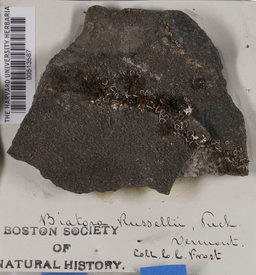 Biatora russellii image