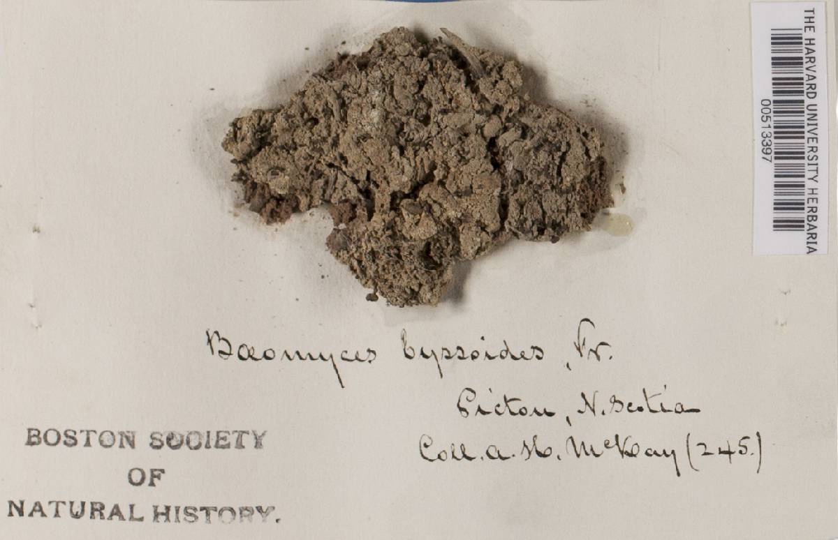 Baeomyces byssoides image