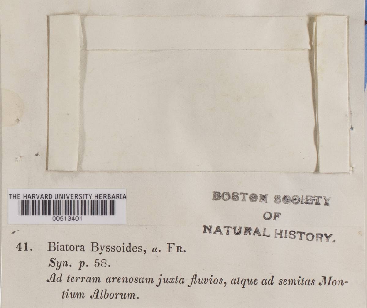 Baeomyces byssoides image