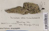 Porpidia albocaerulescens var. albocaerulescens image