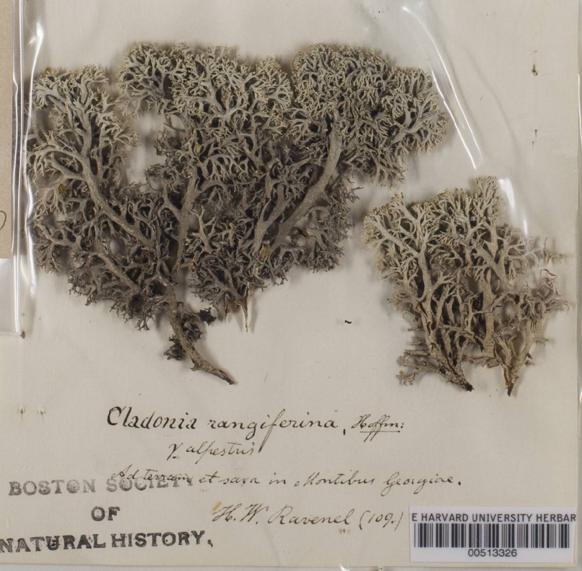 Cladonia rangiferina var. alpestris image