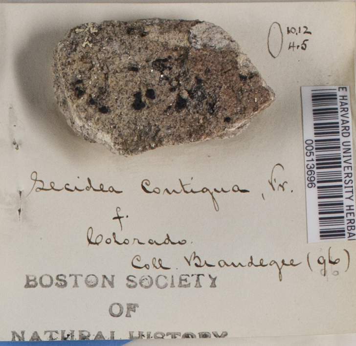 Lecidea contigua image