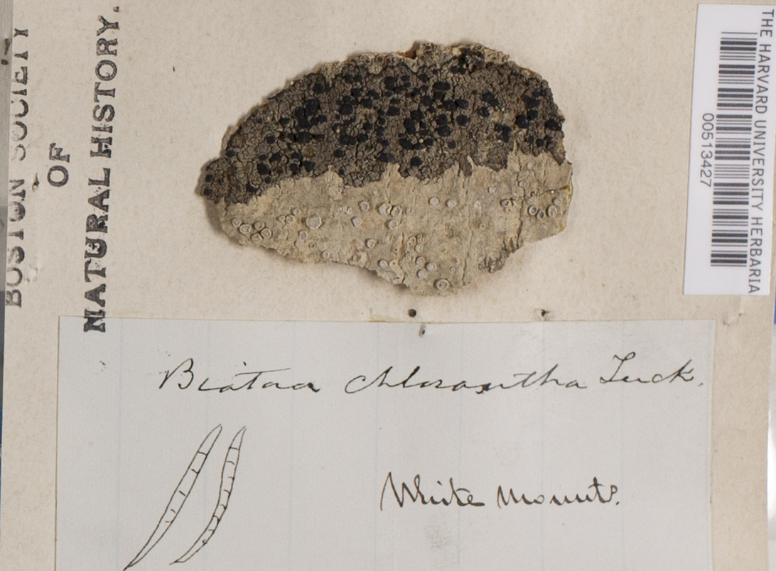 Ropalospora chlorantha image