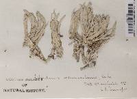 Thamnolia vermicularis ssp. vermicularis image
