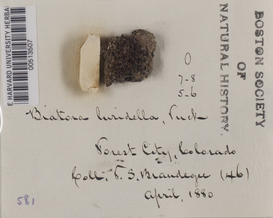 Biatora luridella image