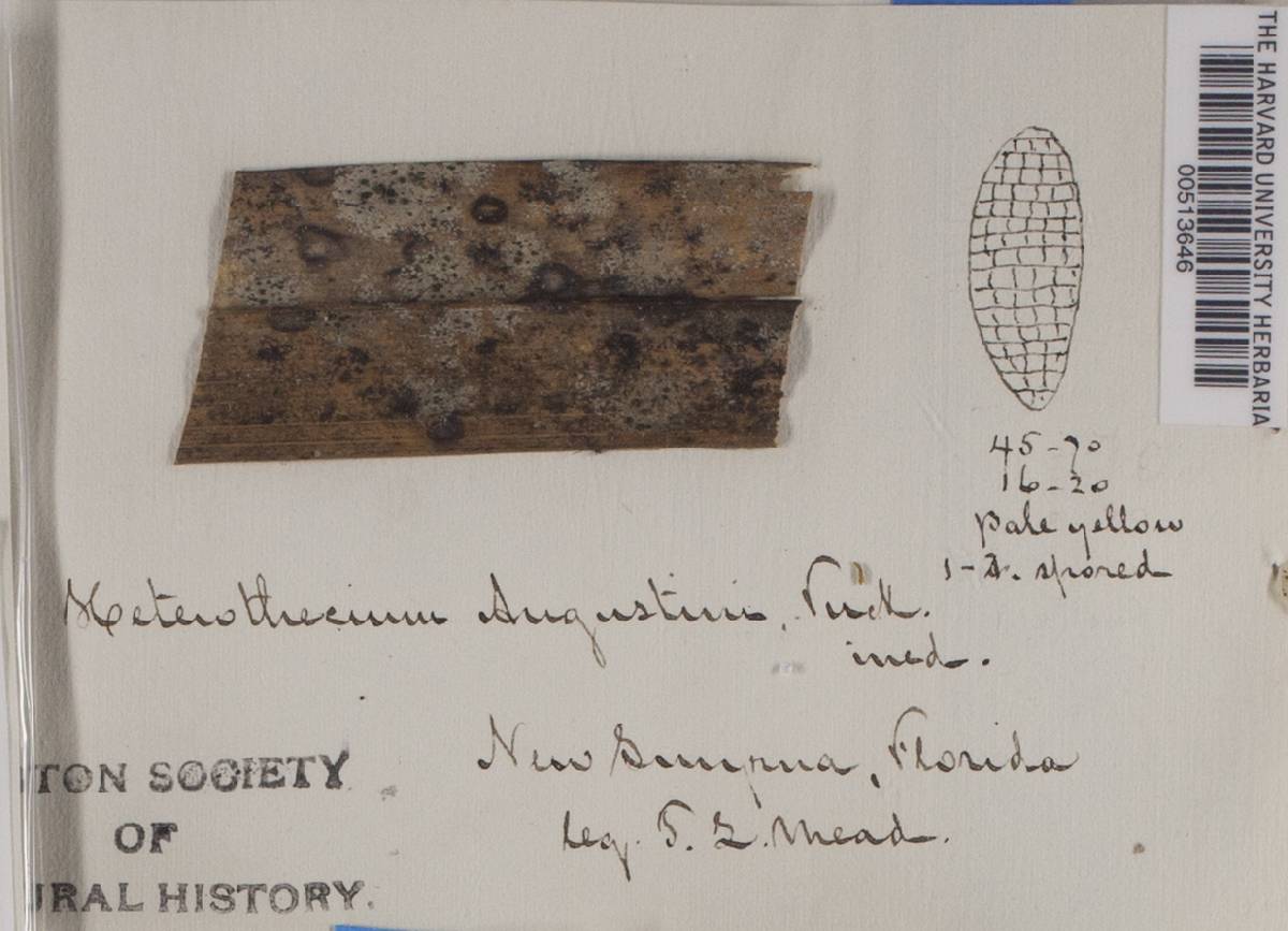 Heterothecium augustinii image