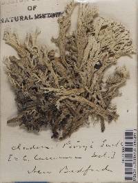 Cladonia boryi image