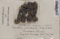 Lecidea coeruleonigricans image