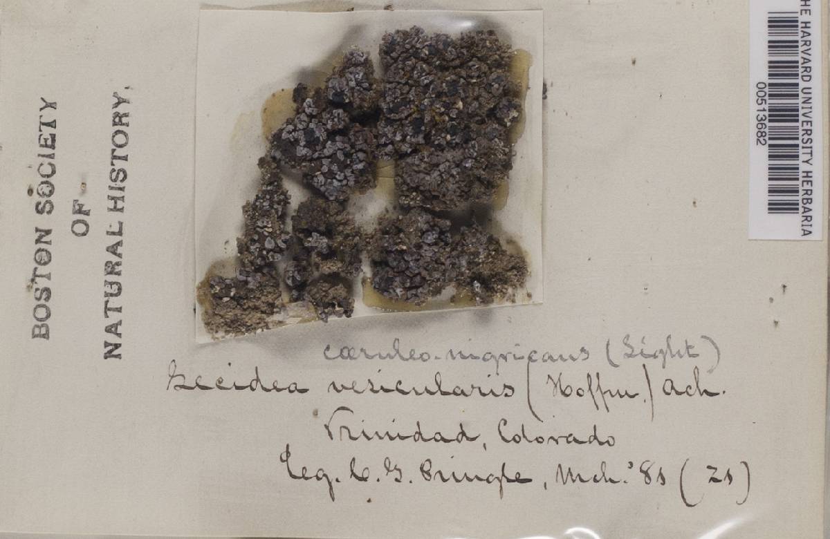 Lecidea coeruleonigricans image