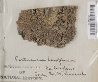 Pertusaria leioplaca image