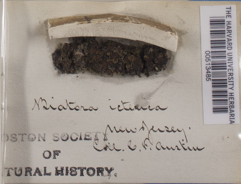 Psora icterica image