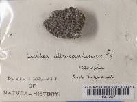 Porpidia albocaerulescens var. albocaerulescens image