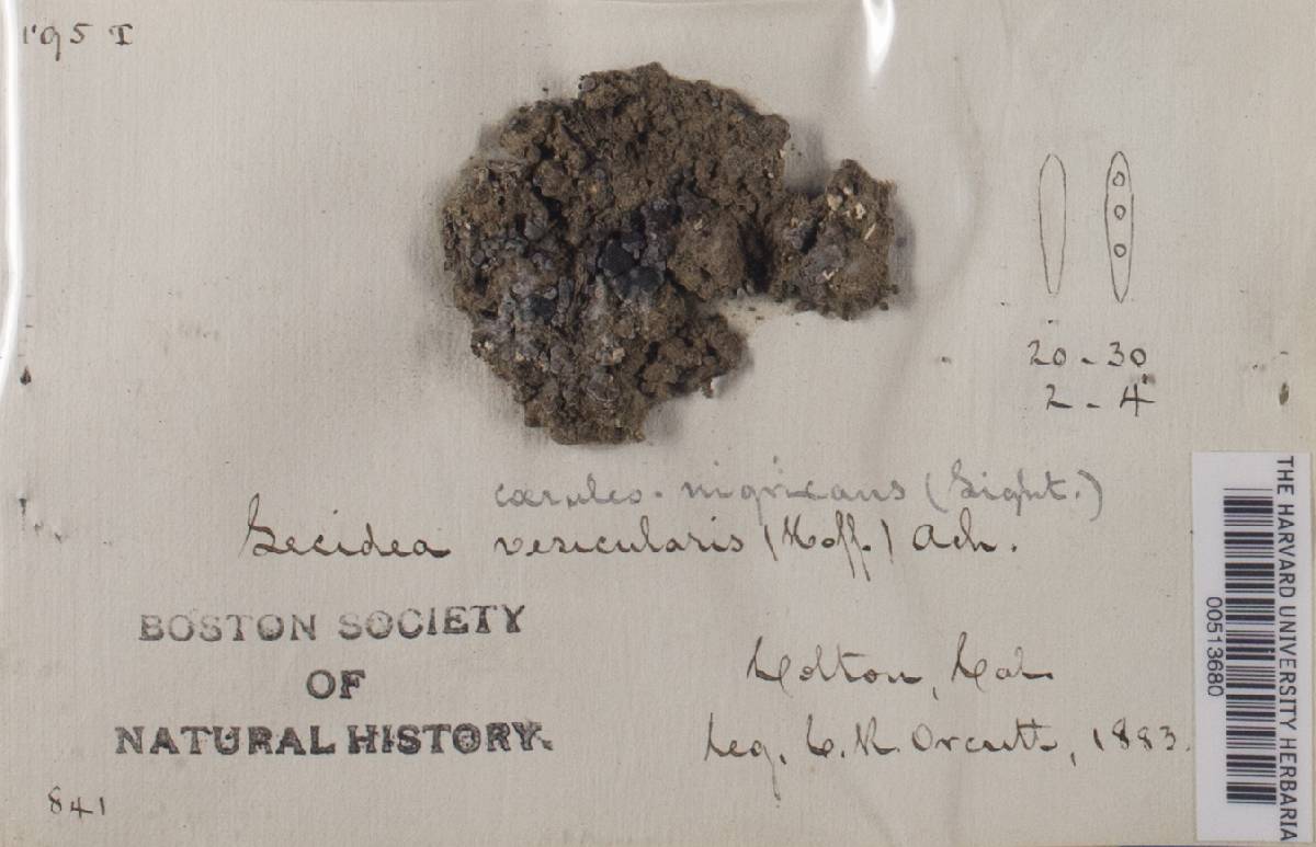 Lecidea coeruleonigricans image