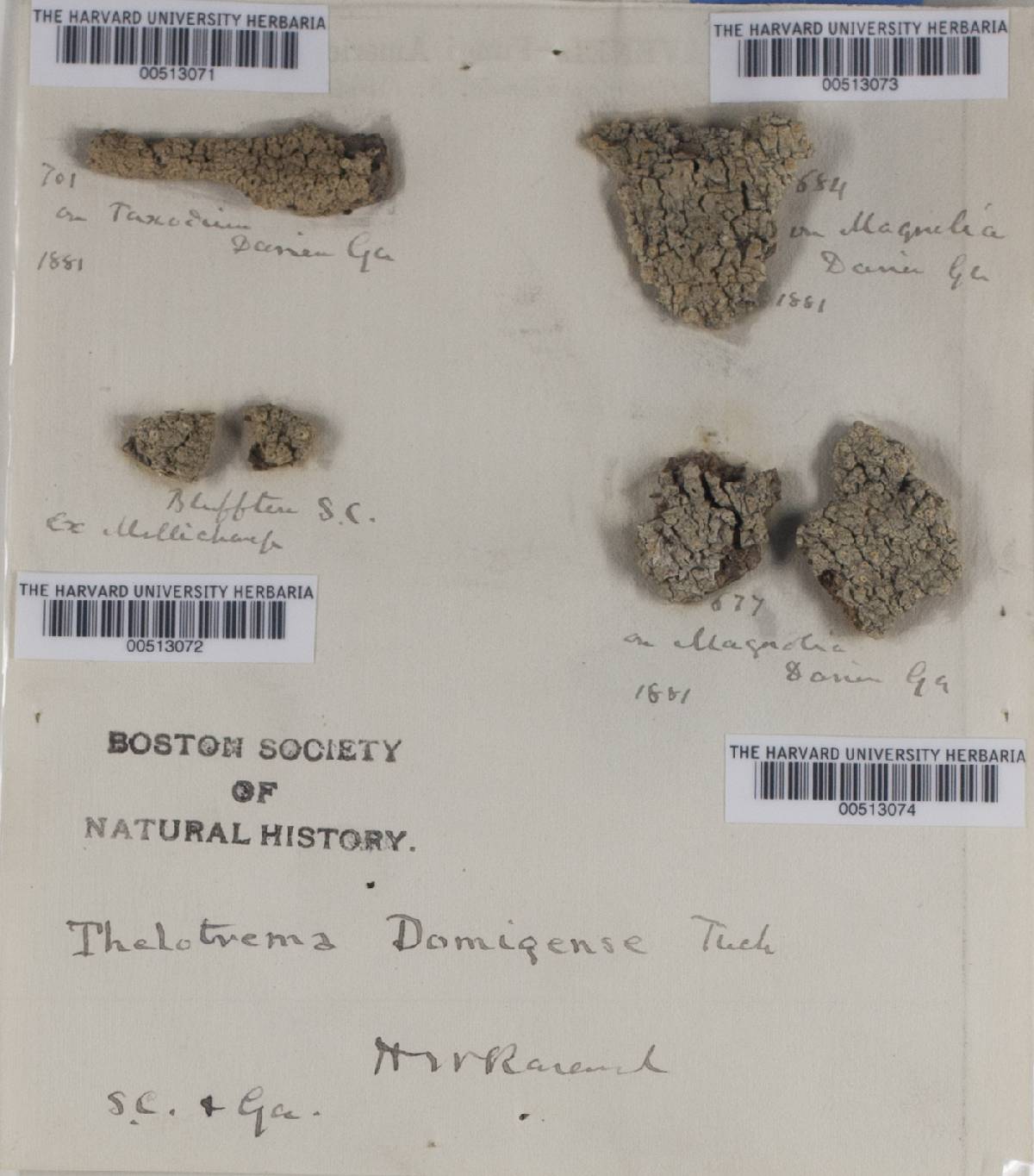 Ocellularia domingensis image