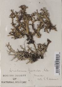 Cladonia furcata image