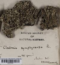 Cladonia symphycarpia image