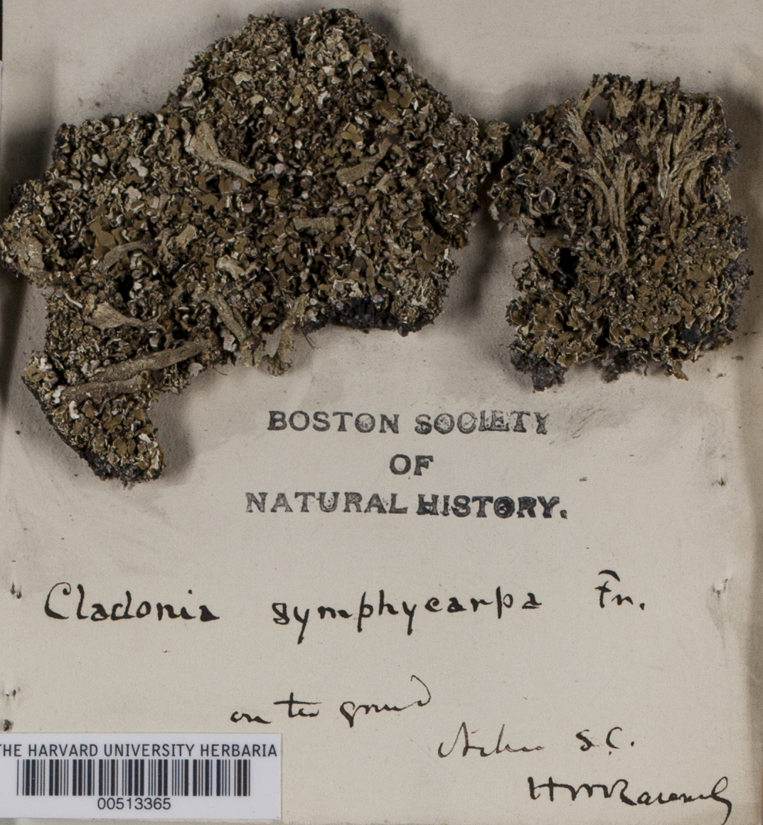 Cladonia symphycarpia image