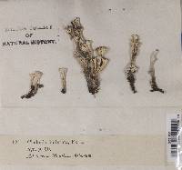 Cladonia fimbriata image