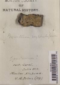 Gyrostomum scyphuliferum image