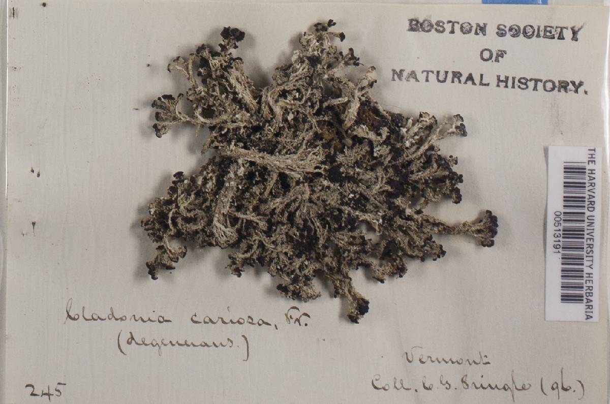 Cladonia cariosa image