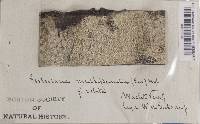 Pertusaria velata image
