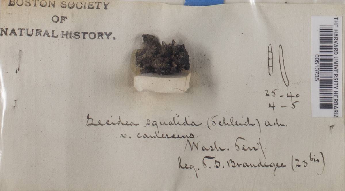 Lecidea squalida var. caulescens image