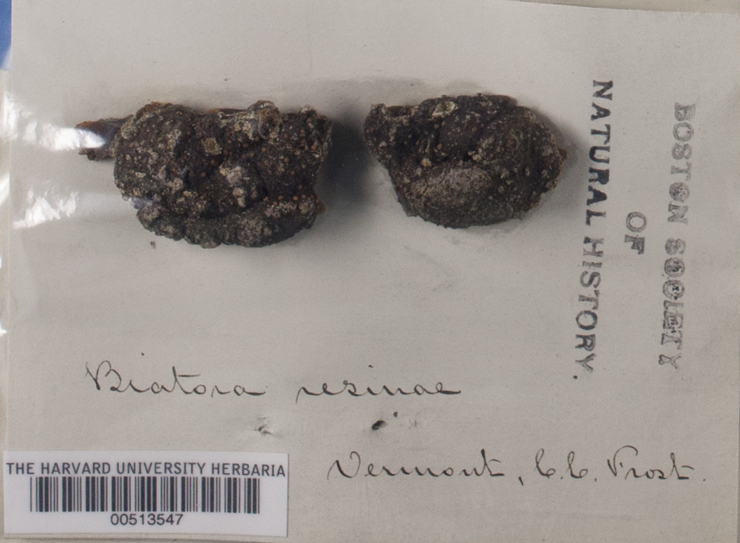Sarea resinae image