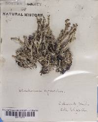 Cladonia gracilis image