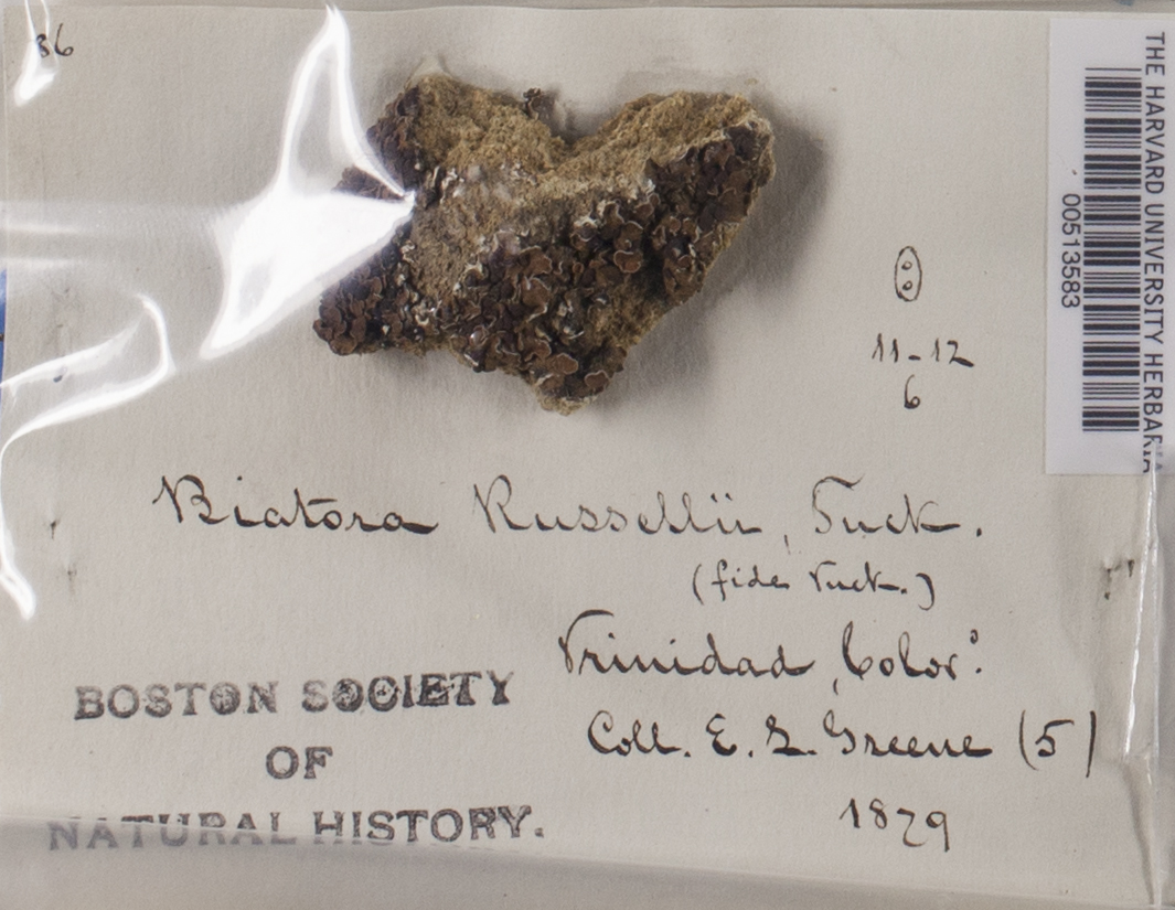 Biatora russellii image