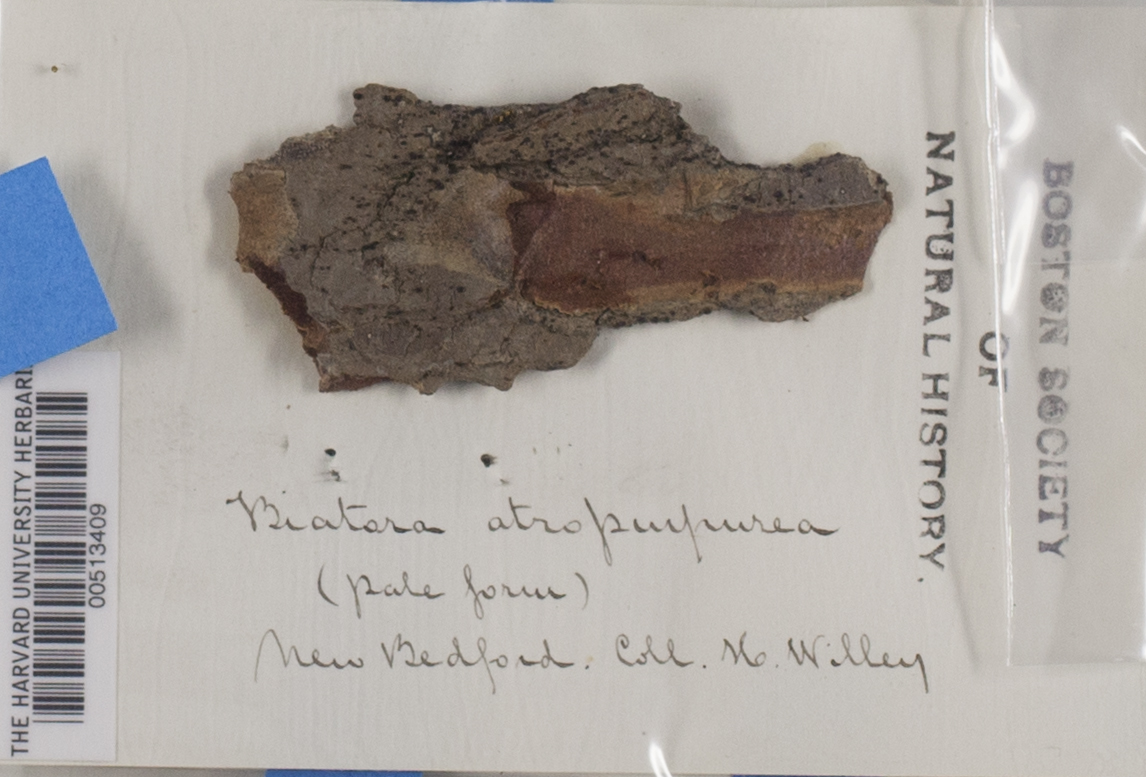 Catinaria image
