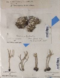 Cladonia fimbriata image