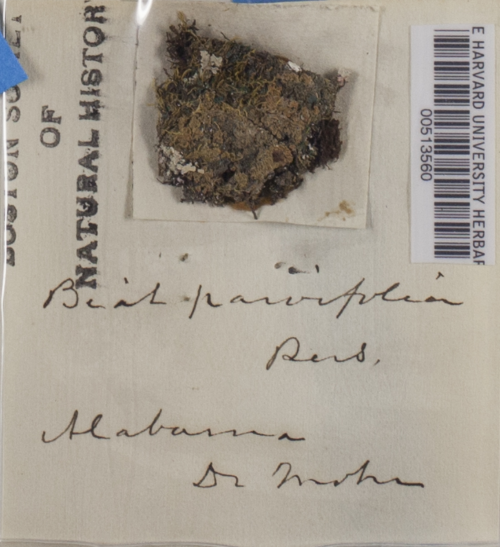 Biatora parvifolia image