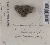 Bilimbia sabuletorum image