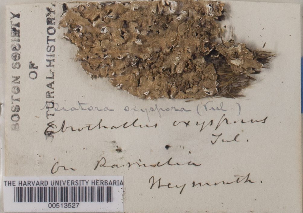 Phacopsis oxyspora image