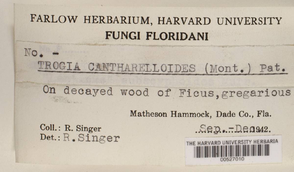 Trogia cantharelloides image