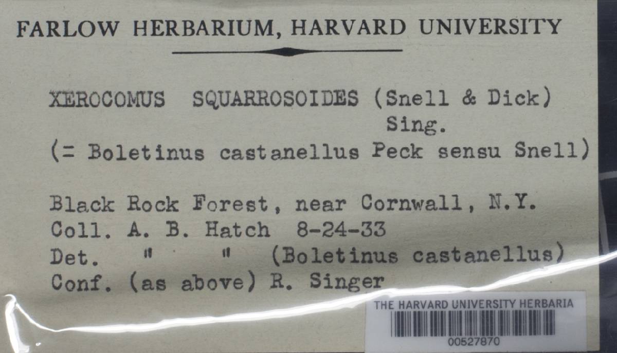 Xerocomus squarrosoides image