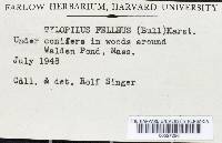Tylopilus felleus image