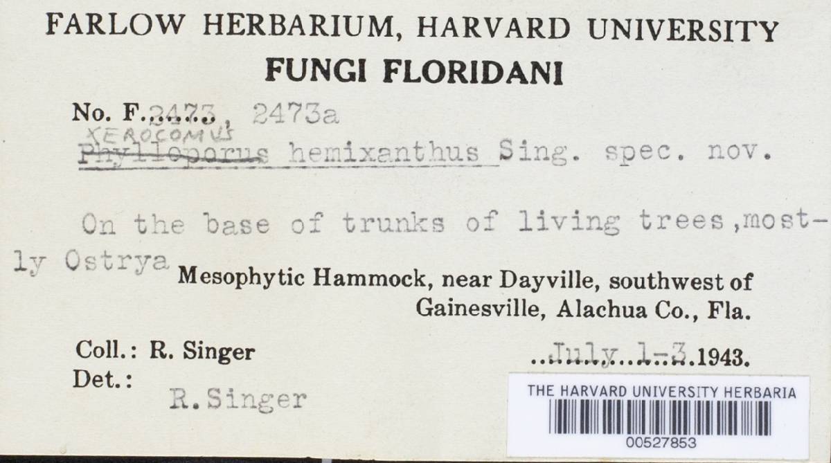 Xerocomus hemixanthus image