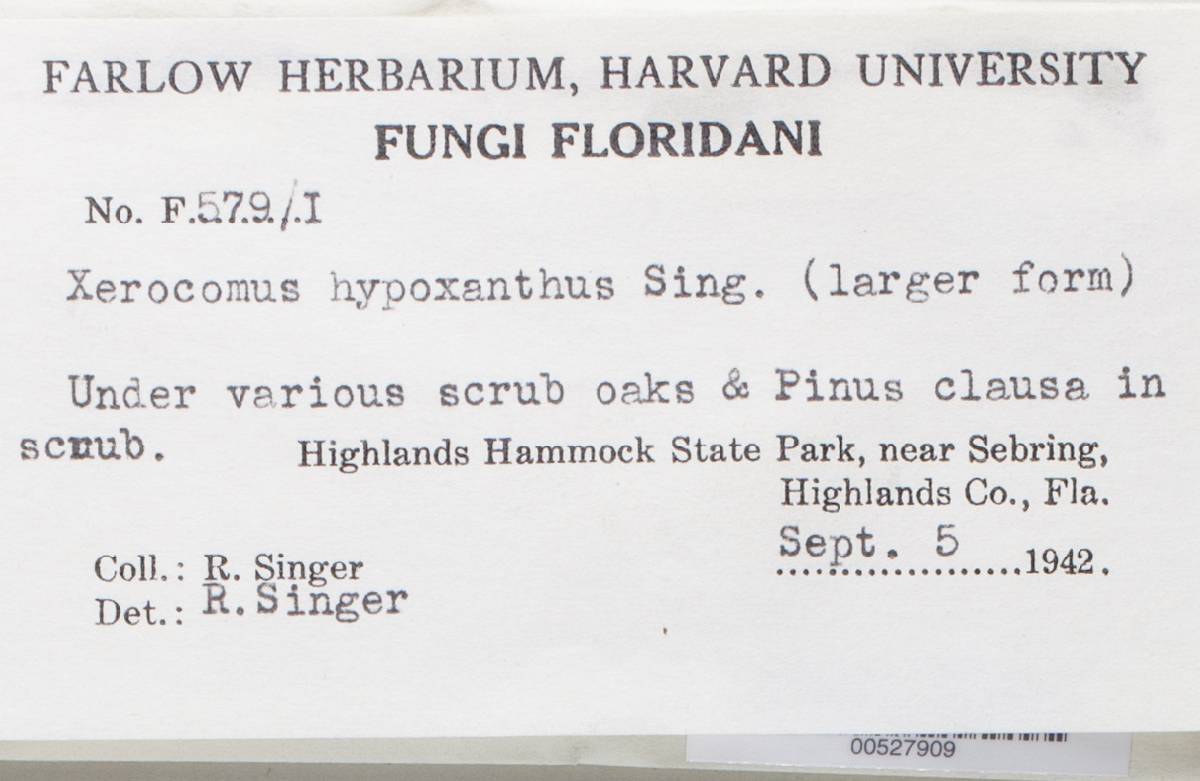 Xerocomus hypoxanthus image