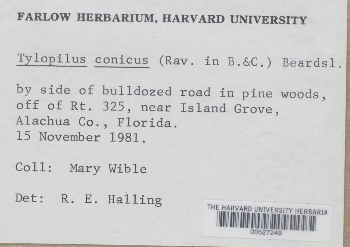 Fistulinella conica image