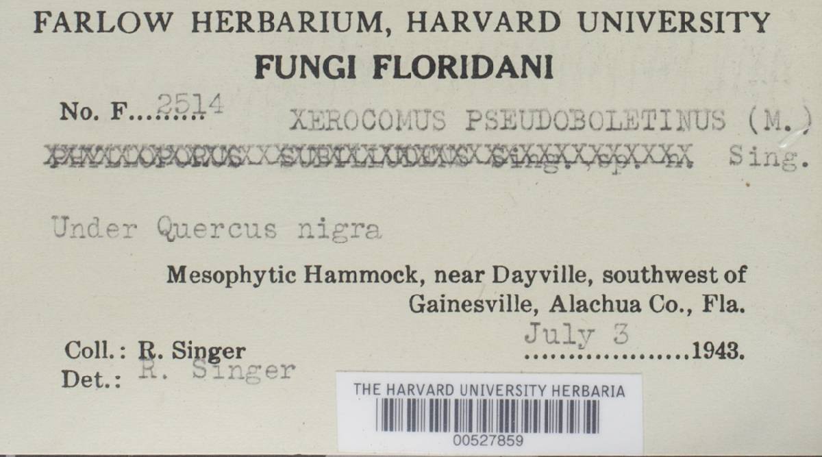 Xerocomus pseudoboletinus image