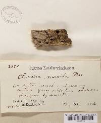 Multiclavula mucida image