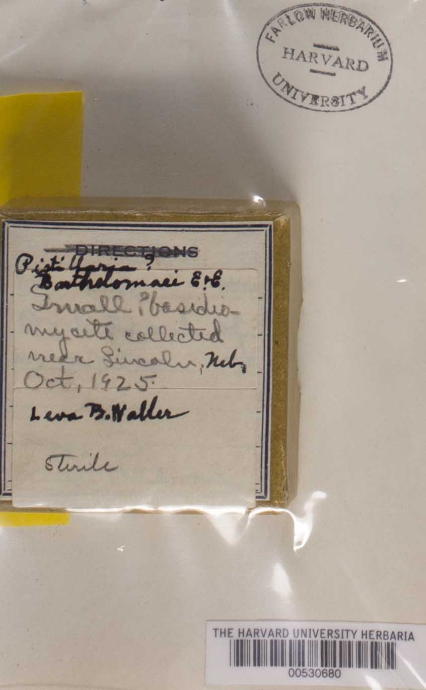 Pistillaria bartholomaei image