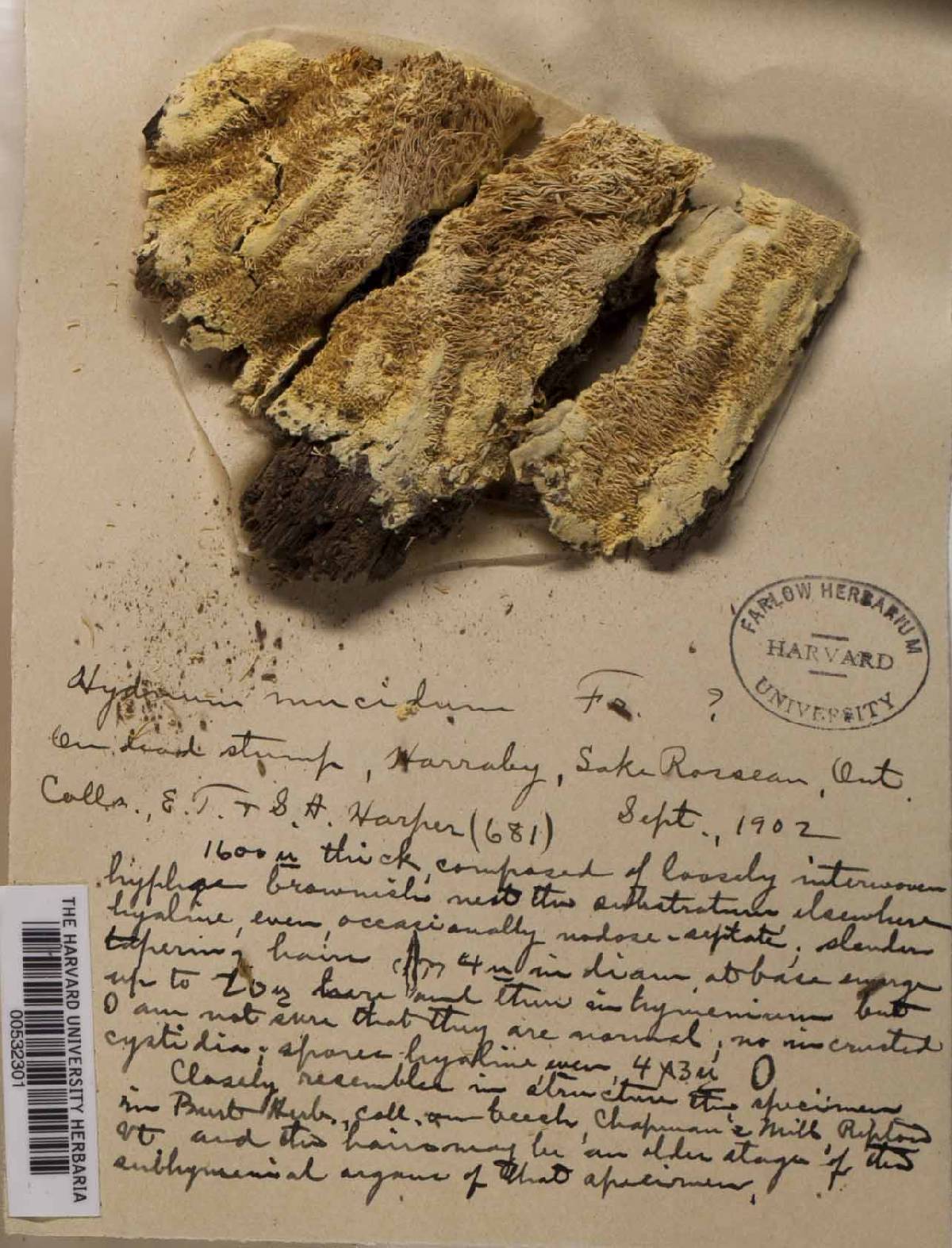 Cristinia mucida image