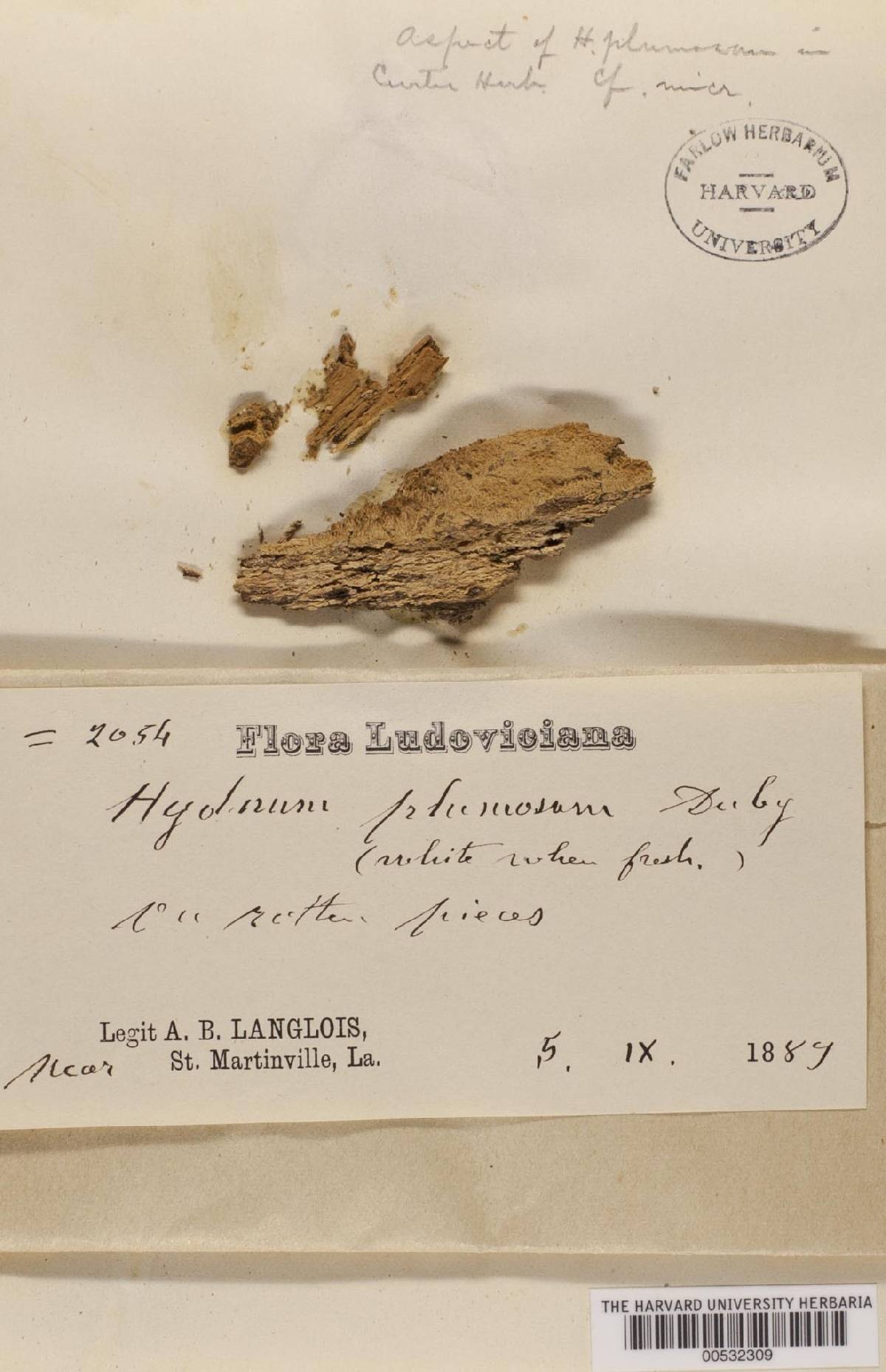 Hydnum plumosum image