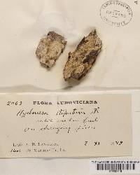 Hyphodontia stipata image