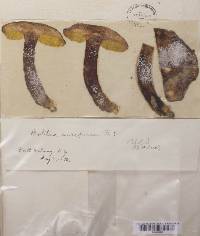 Boletus auriporus image