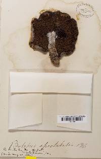 Boletus spectabilis image