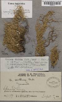 Usnea barbata image