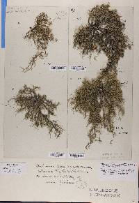 Usnea strigosa image